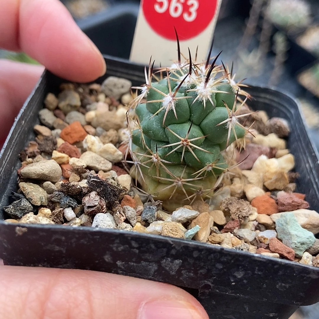 顶花枪骑士一棵仙人球