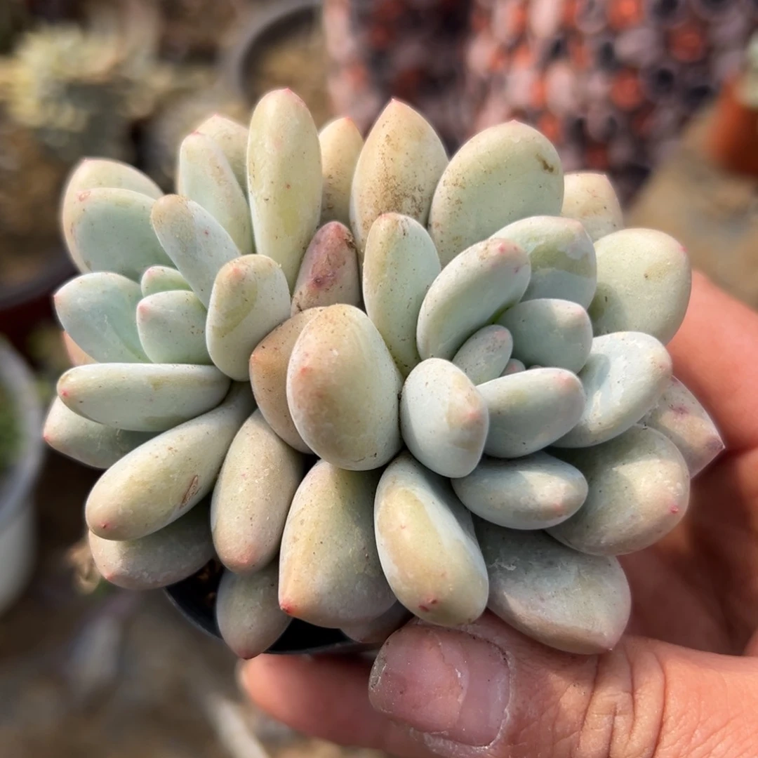 多肉植物多肉植物