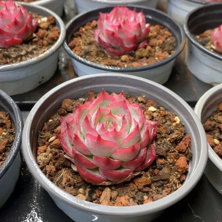 110。侧影单头。福利多多