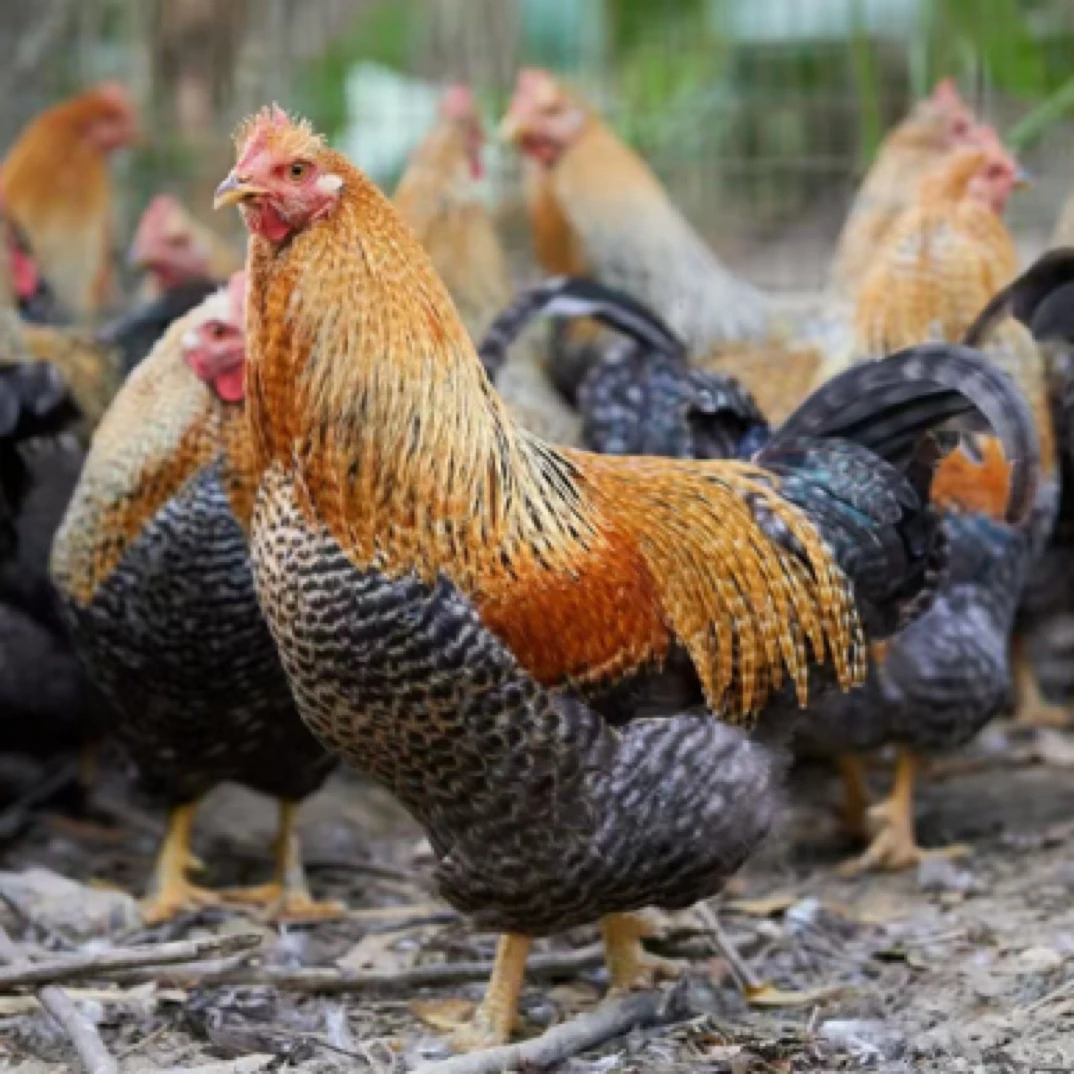 宠物鸡 脱温金芦花鸡三两-五两起好喂好养顺丰送货上门