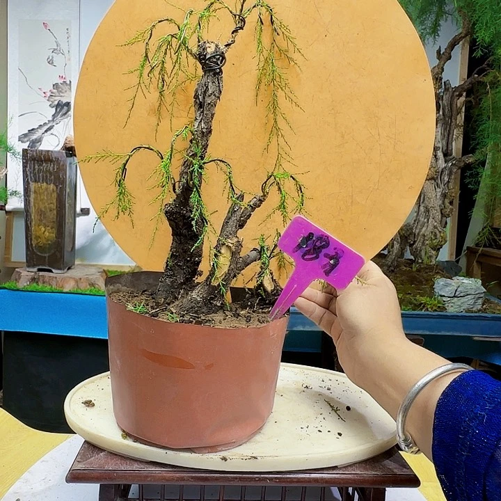 自***儿三春柳柽柳东海货架季军看