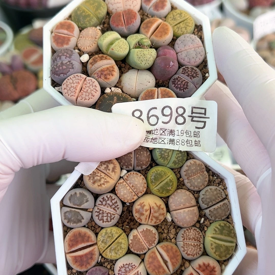 好养易活生石花大母本8698共两盆