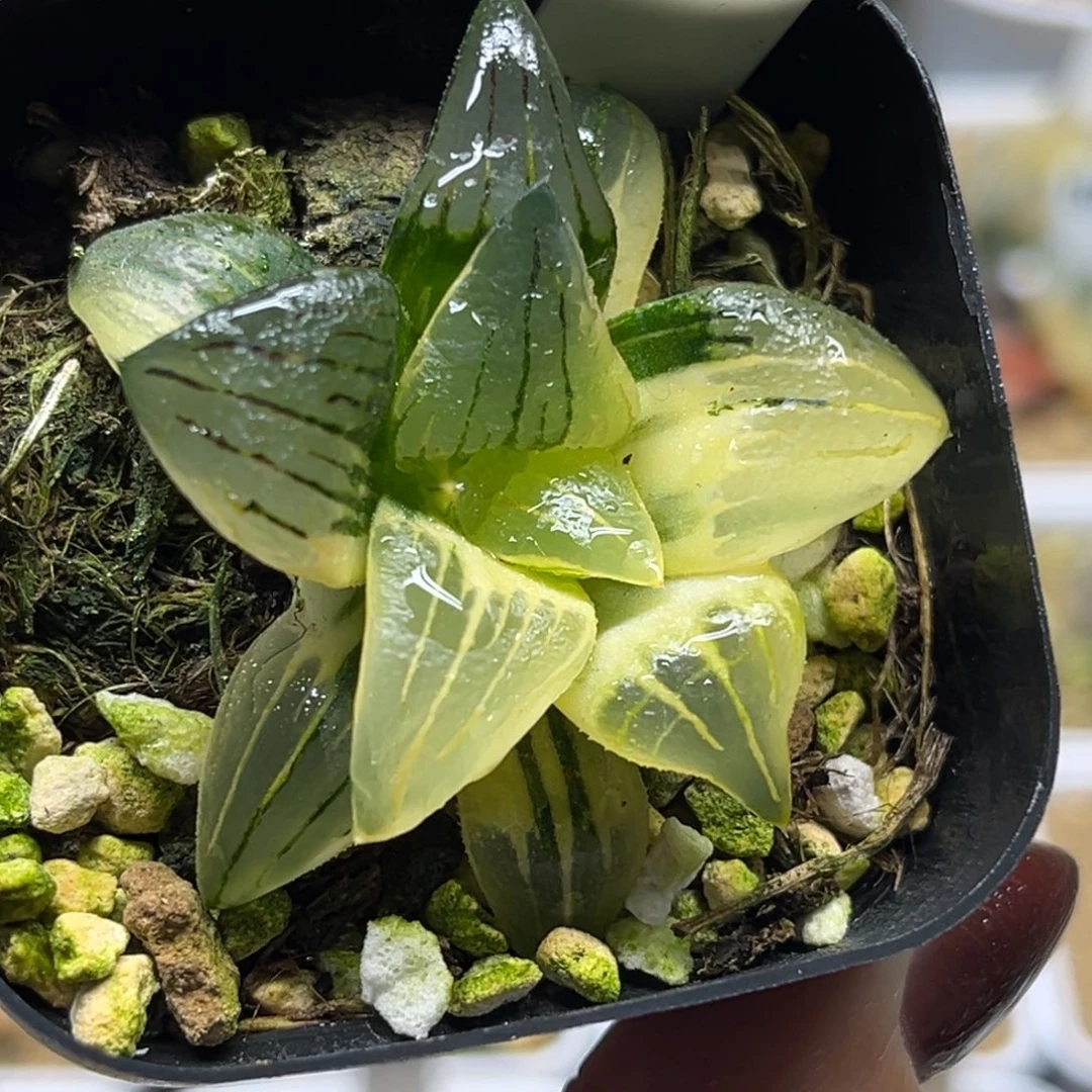 45糊斑趋势红纹寿锦福利专场
