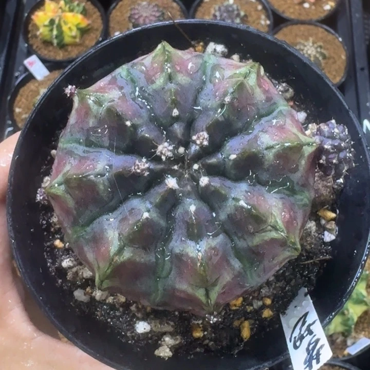 梦想母本福利大漏
