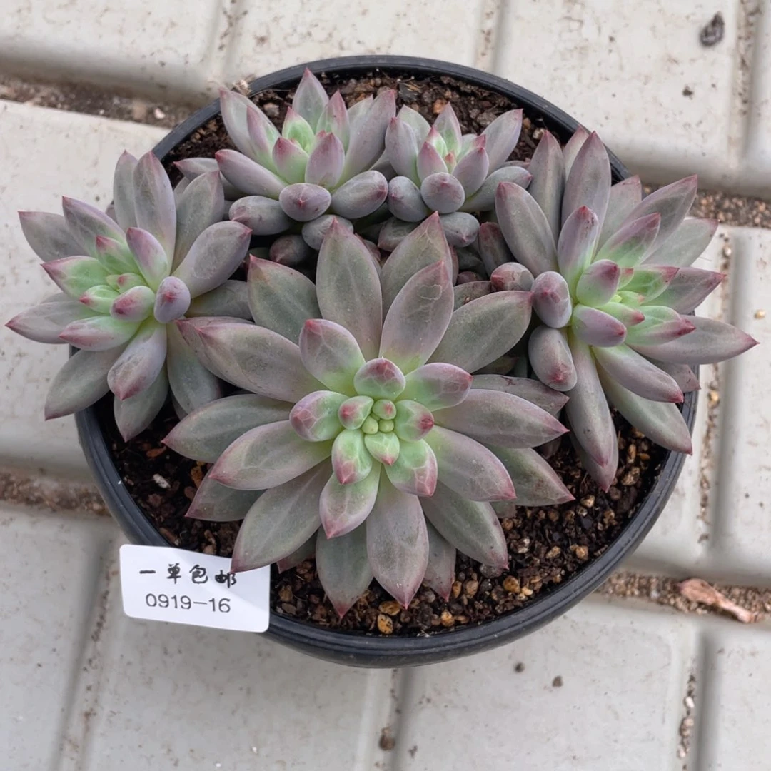 0919-16-虞，。，，，，