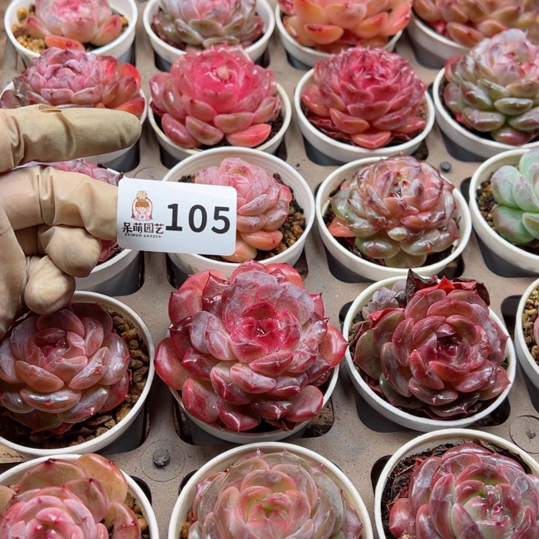 暖*?多肉植物多肉植物