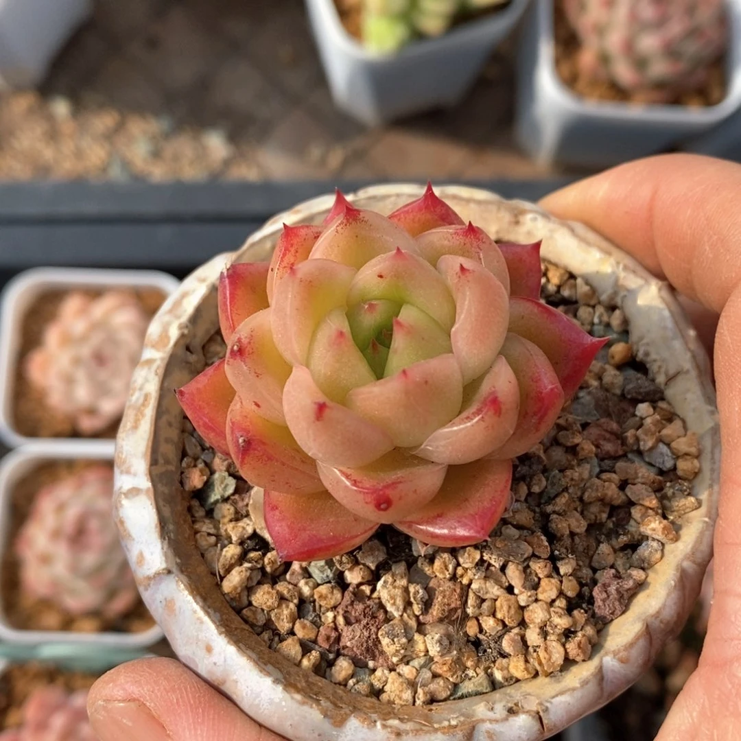 精品多肉一物一拍不包整260