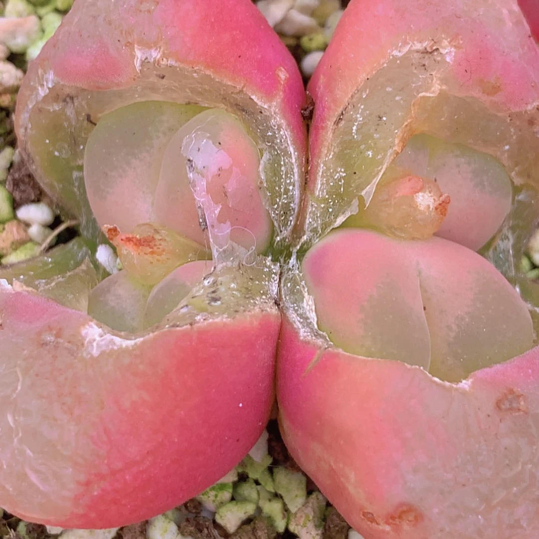 475555555555555555555556