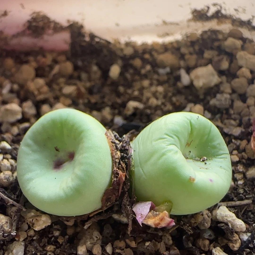 5194 大白多肉植物肉