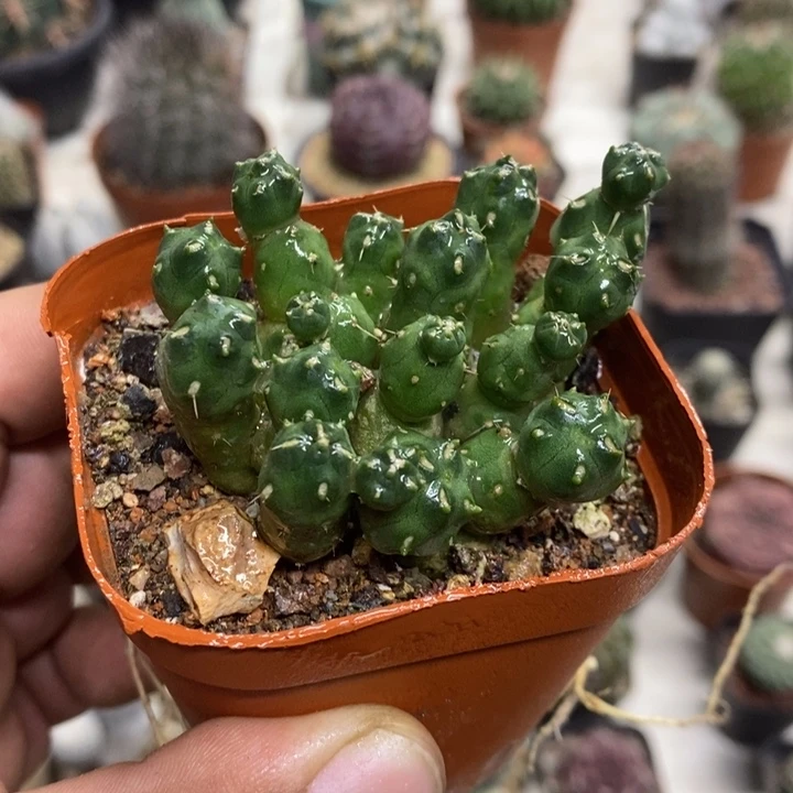 骑兵团扇特价福利