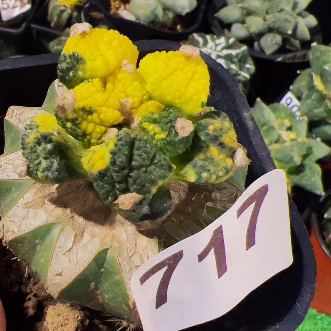 无花朵福利龟甲牡丹锦717