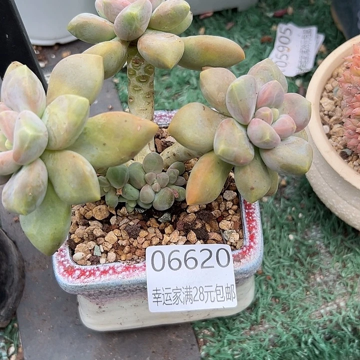 幸运儿是个很有才华