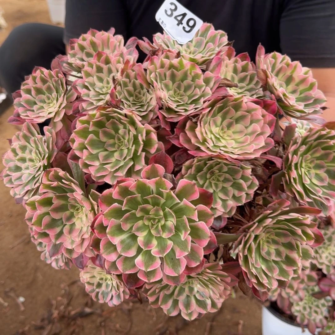 349红铜多肉植物