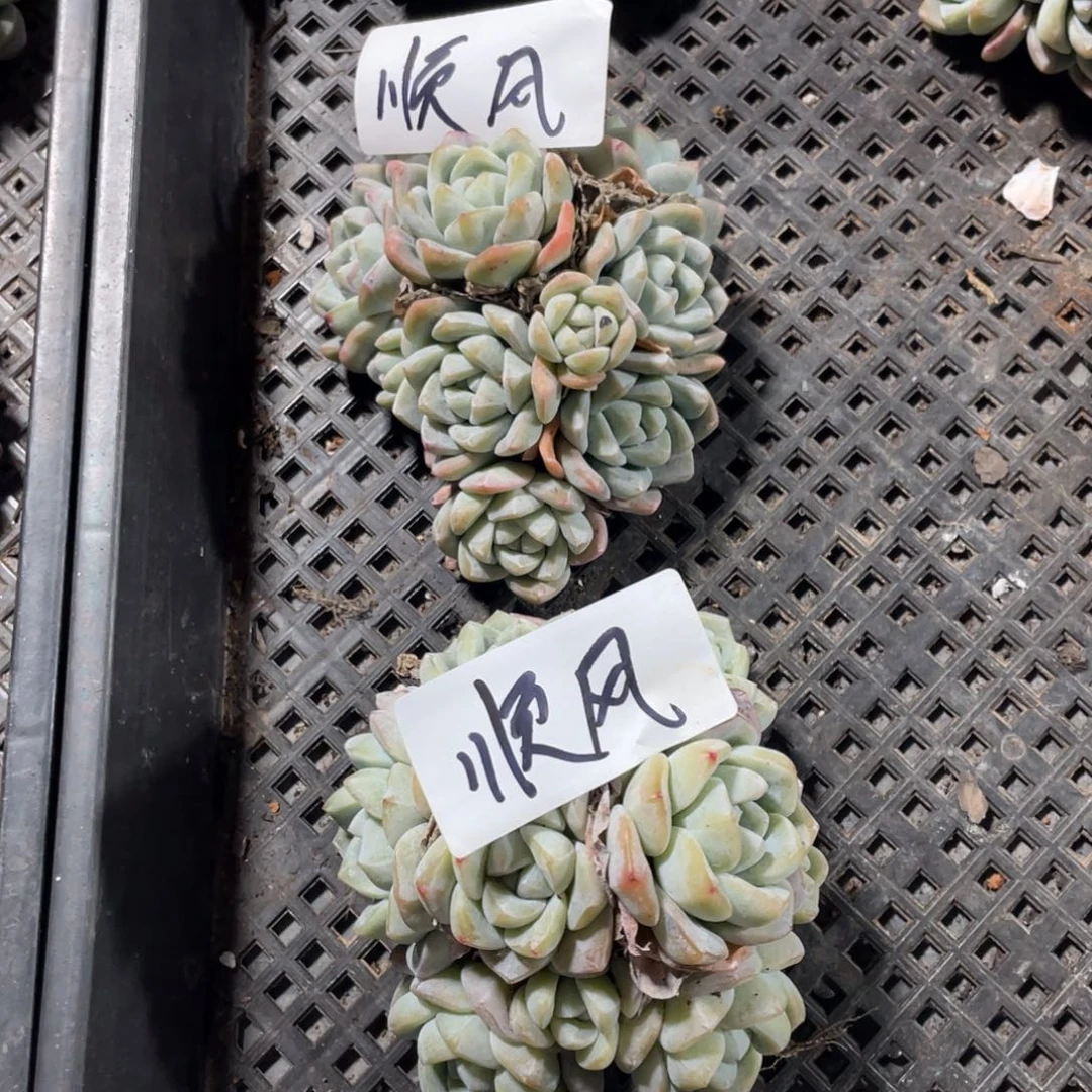 顺风专拍冰玉群生两颗