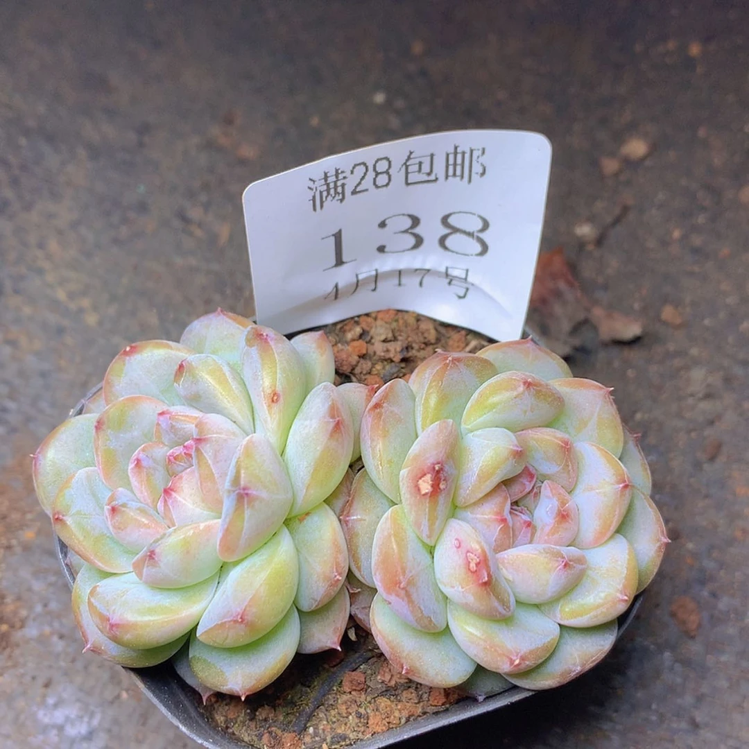 【闪购商品】云138号