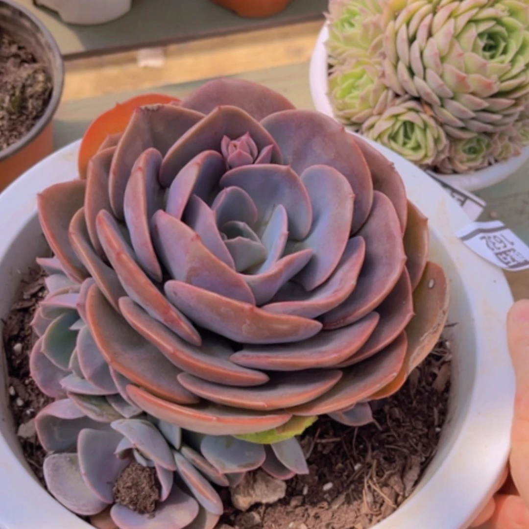 【闪购商品】尘埃玫瑰1632