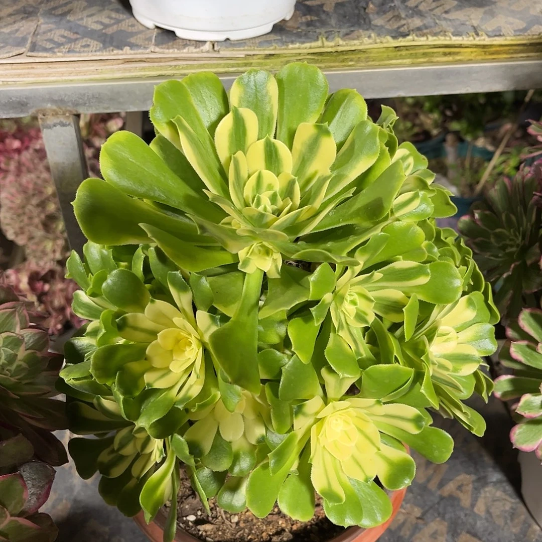 西尼亚法师多肉植物漂亮