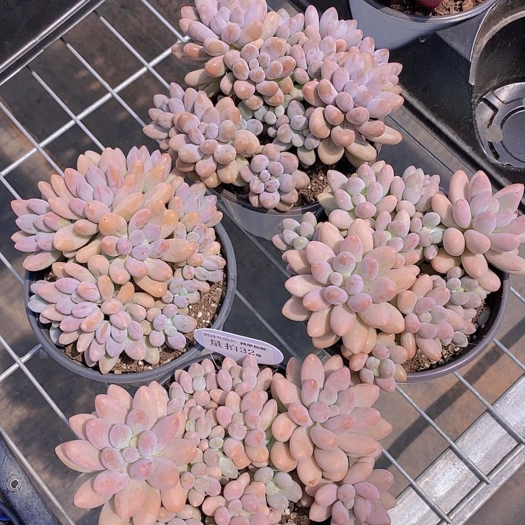 量拍32号-捧花大汤圆群福利一颗量拍