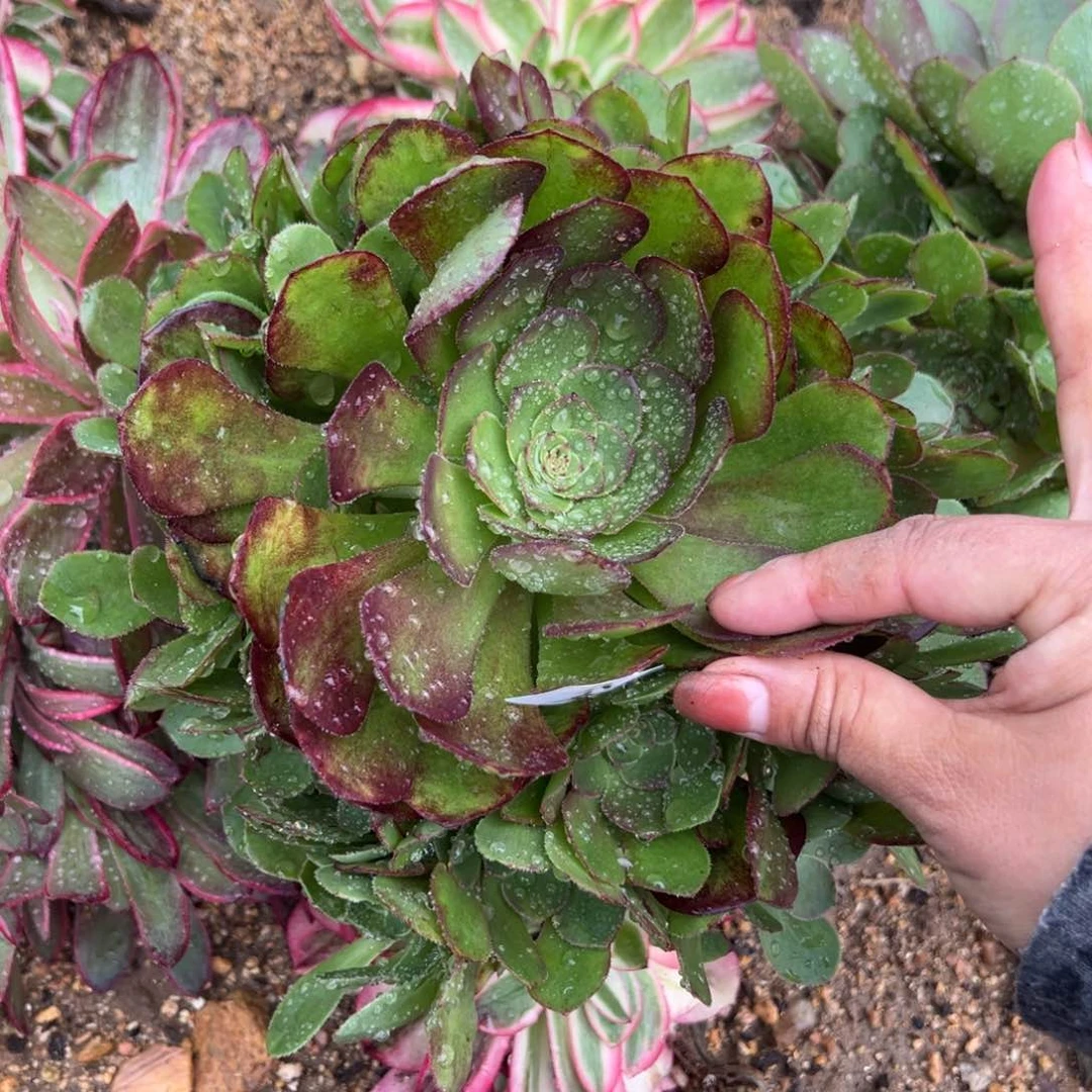 52雨荷轮回 28.8多肉一颗