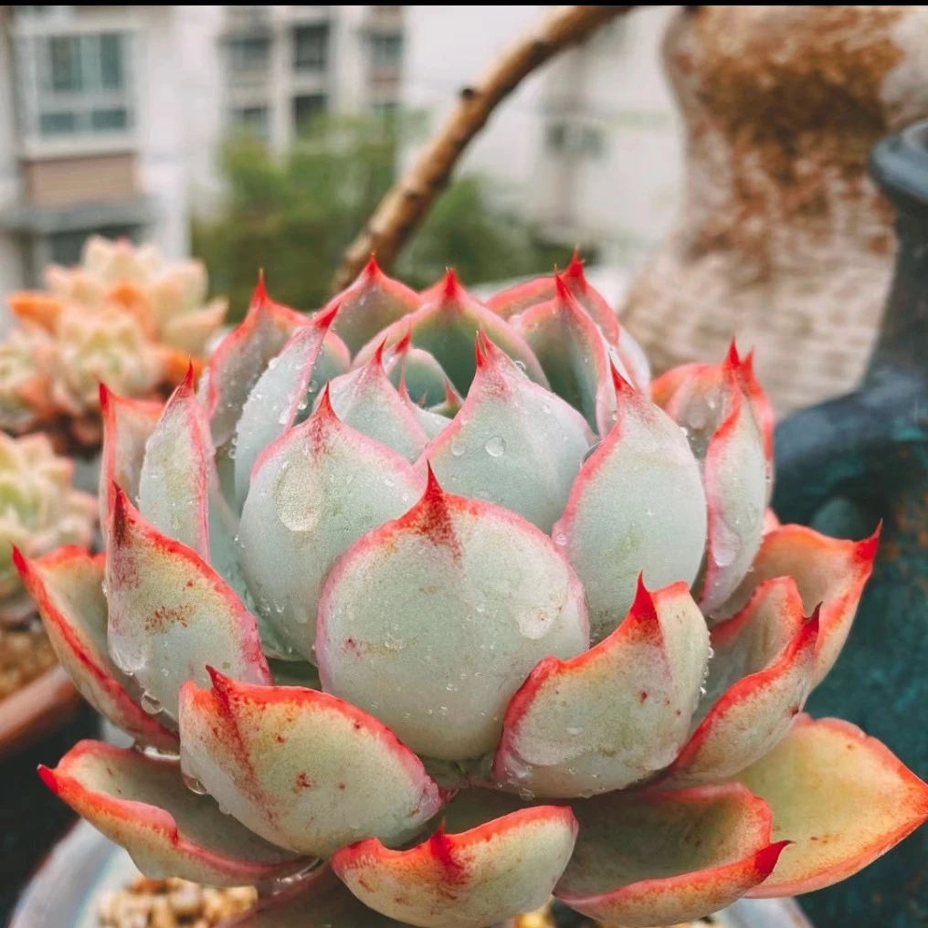 【满9.9包邮】赫拉6.5㎝盆多肉植物以直播间展示为主