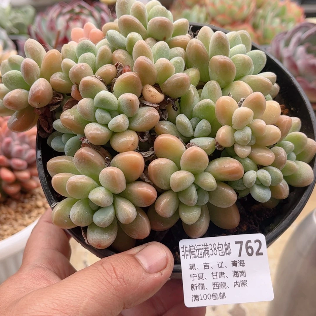 762香芋德华多肉