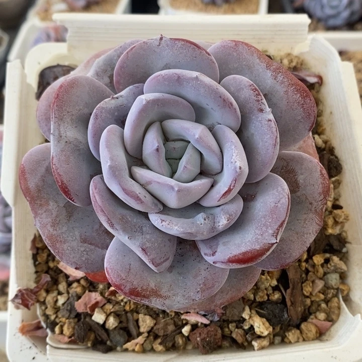 单头胖体奶茶哈哈哈哈