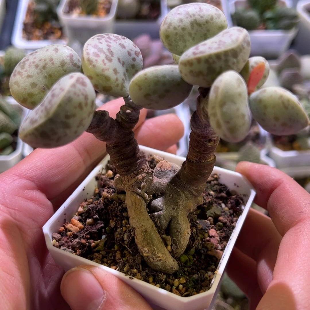 花蛋椰子树老桩多肉植物水泡