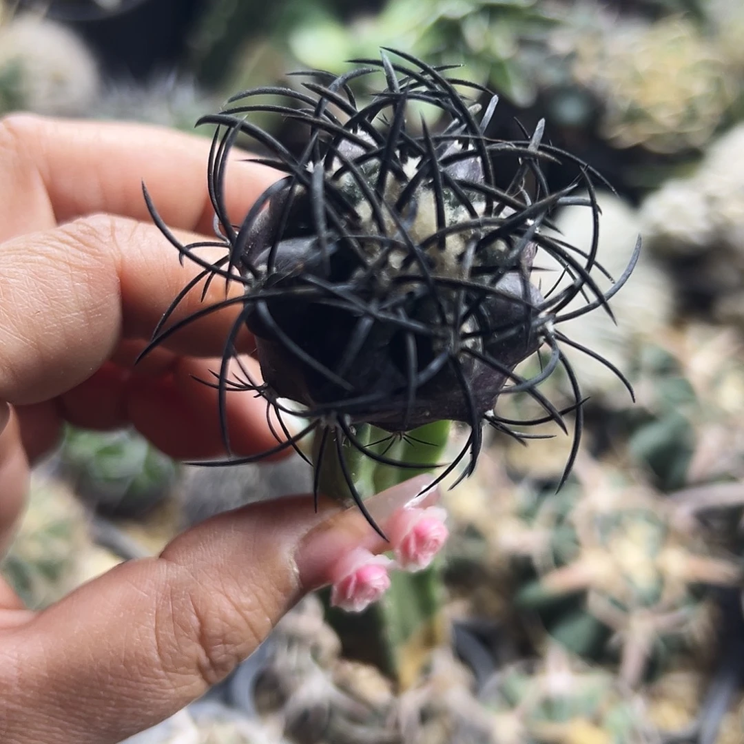 精选栗星玉仙人球666666