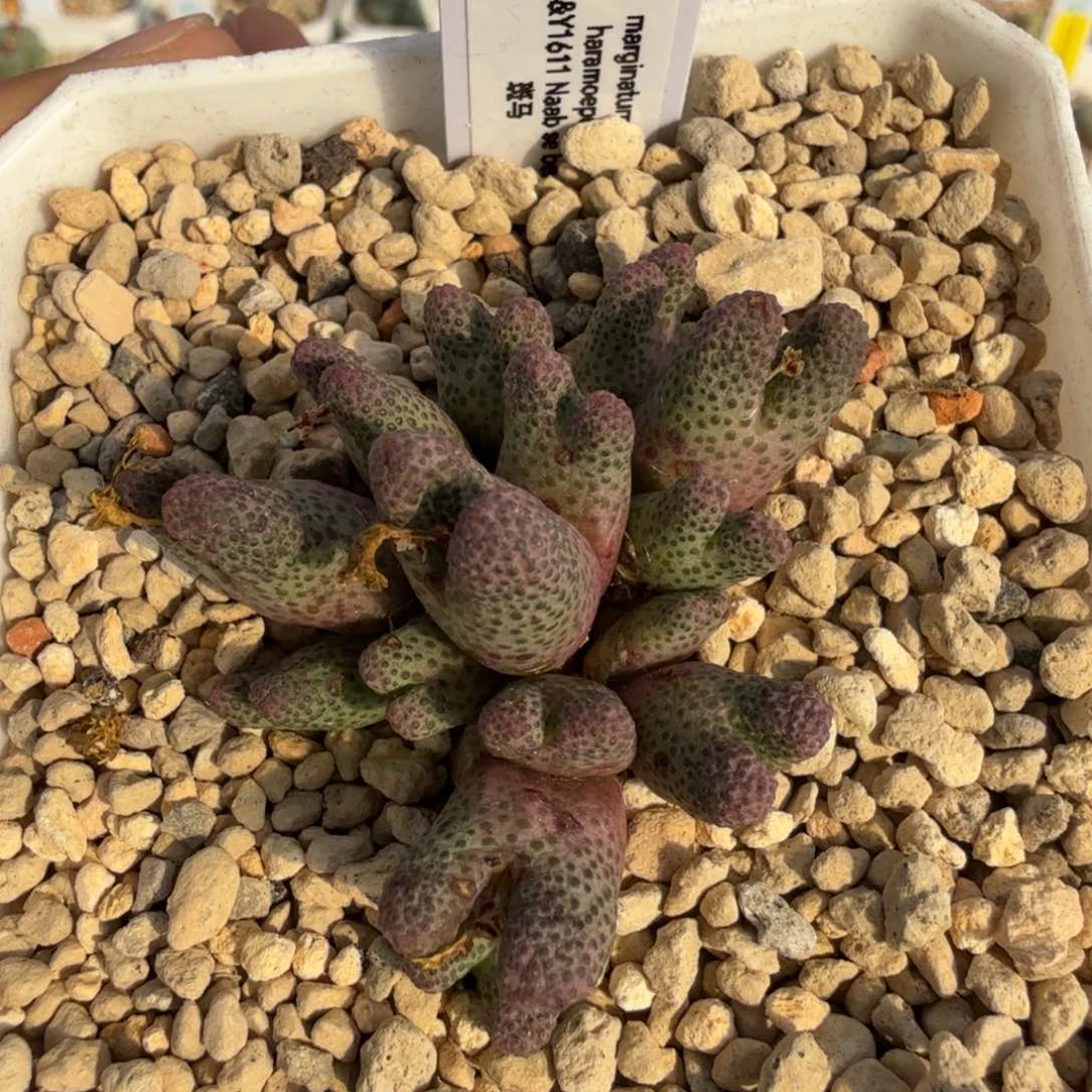 RY1611 大型斑马 11-29-L29