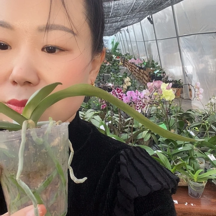 无花朵青铜女孩蝴蝶兰