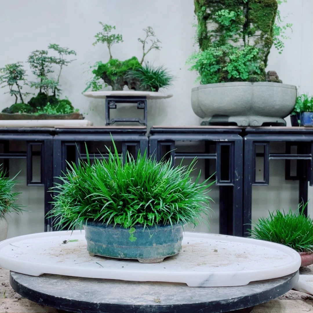 无铅玻璃珊*铁线蕨的一个分支叫做白带