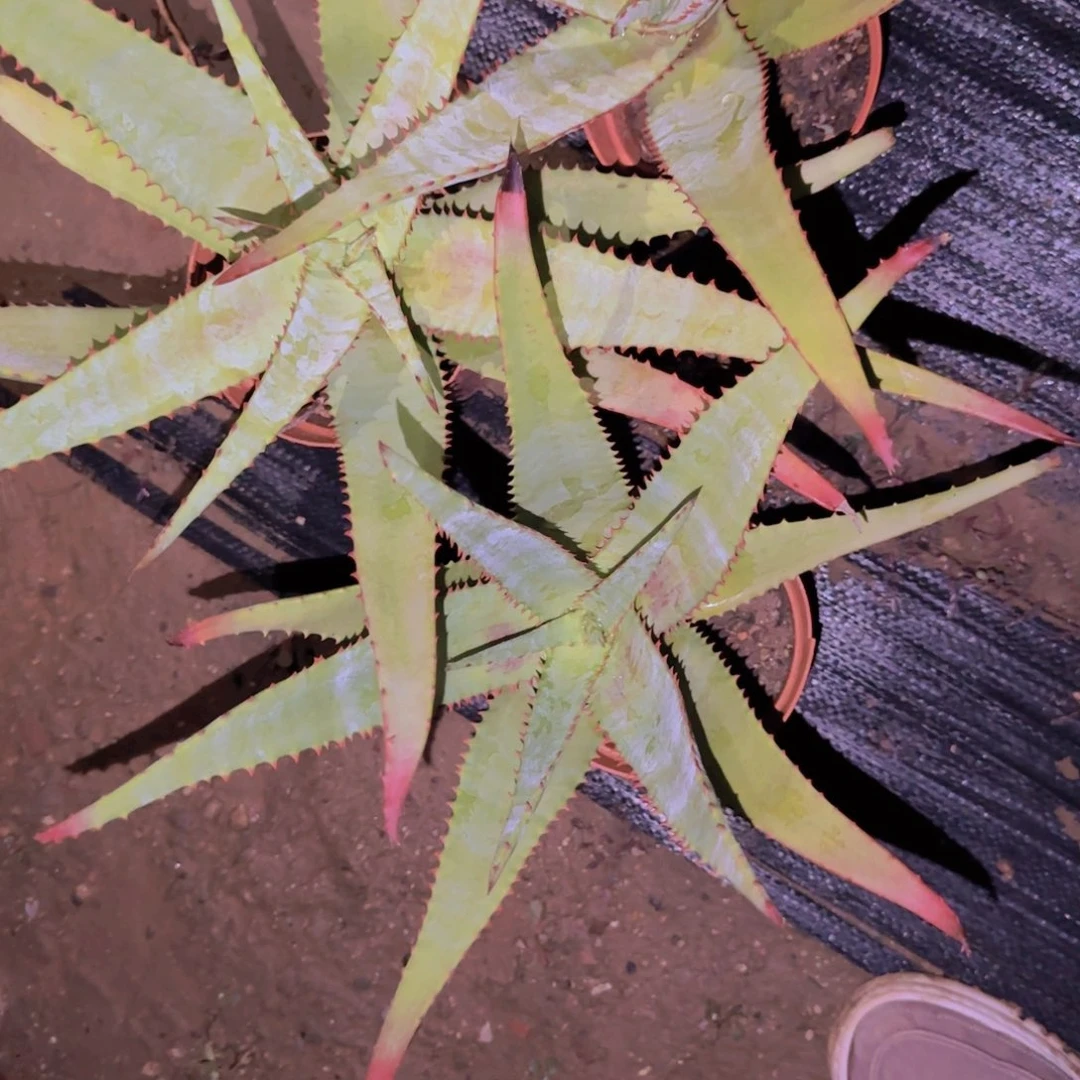 呀***块根植物块根植物块根