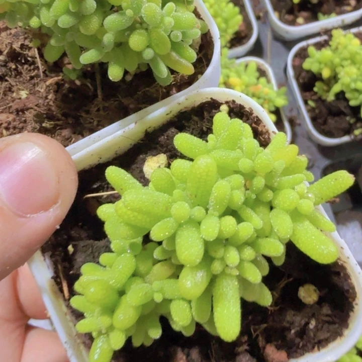 蜜橘糖球王炸一颗