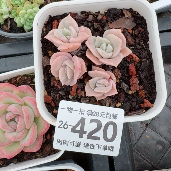 可爱玫瑰不包整无盆土发货