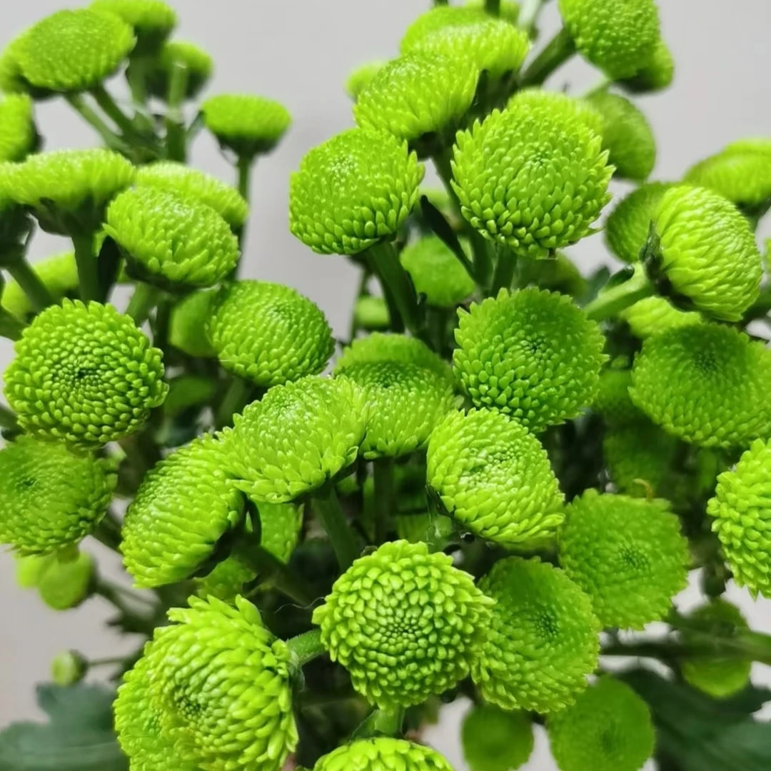 绿扣小雏菊 居家办公优选 （东北基地发货）