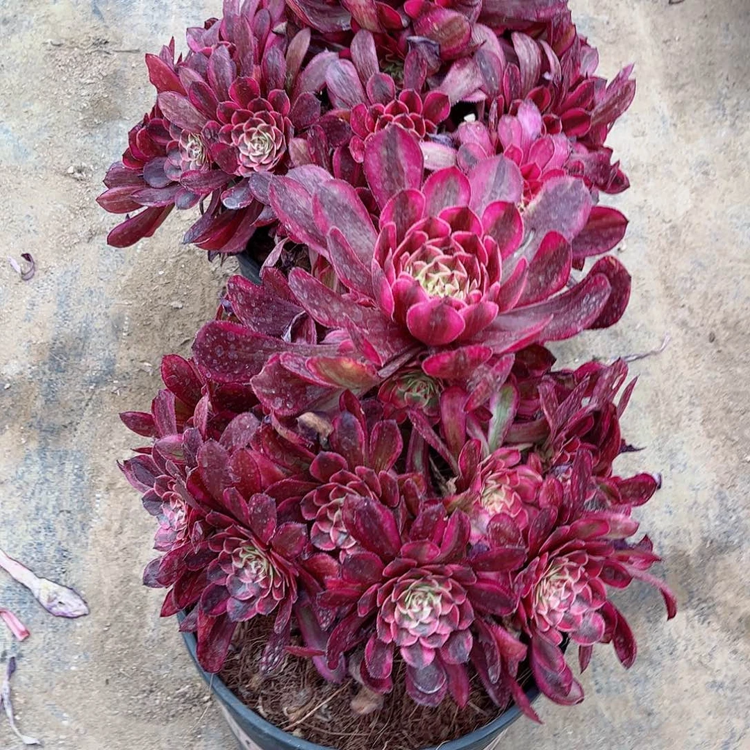 不**续多肉植物组合白月光706