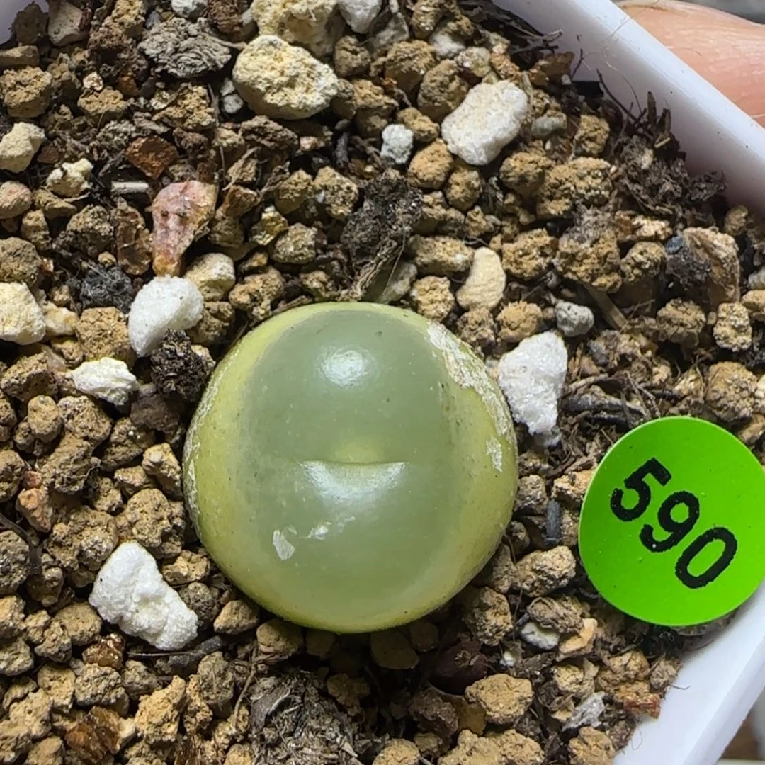 拉登1.6多肉植物590