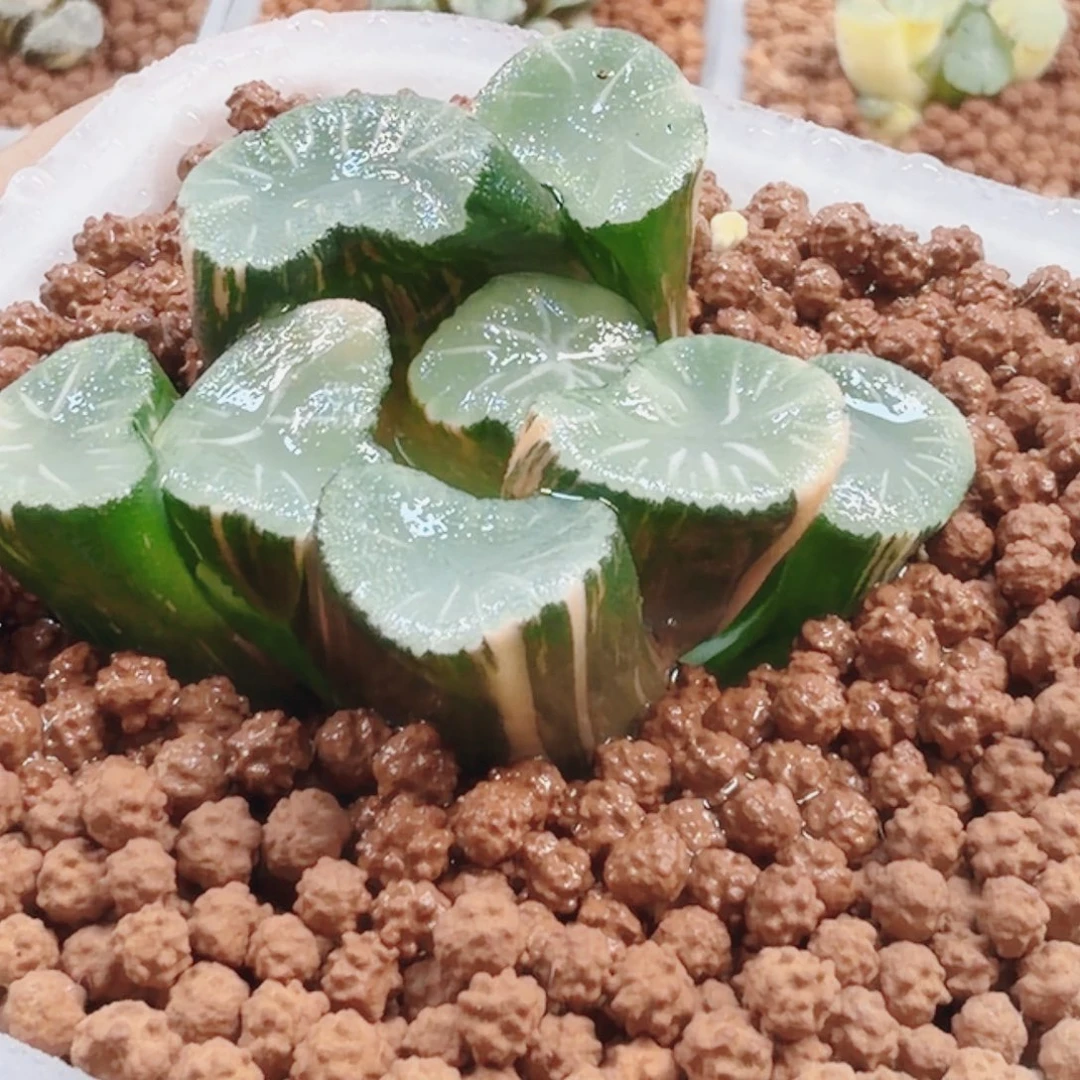 十二卷欧大宝万象锦