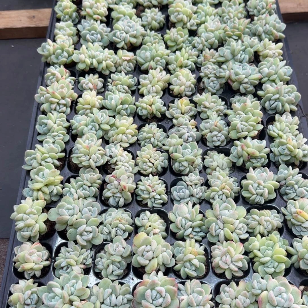 （量拍）冰玉群生3颗一组（多送1颗）