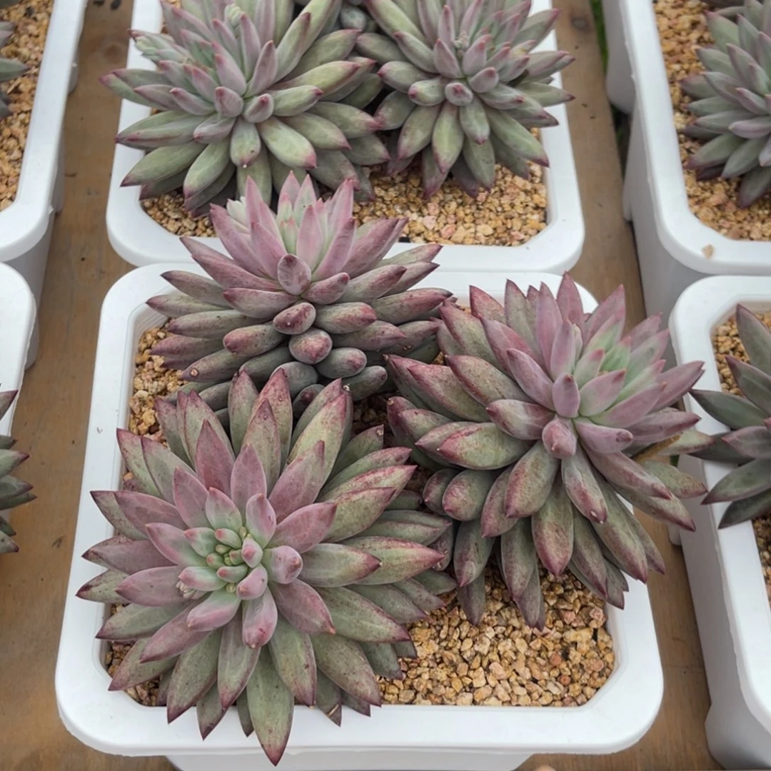 虞美人多肉植物寄养