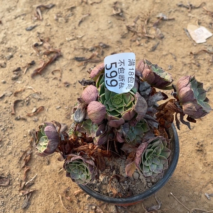 599万拉丝小手捧2