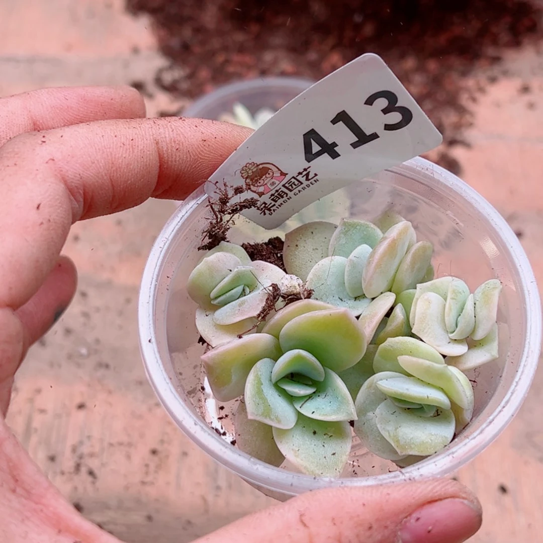 多肉植物多肉植物