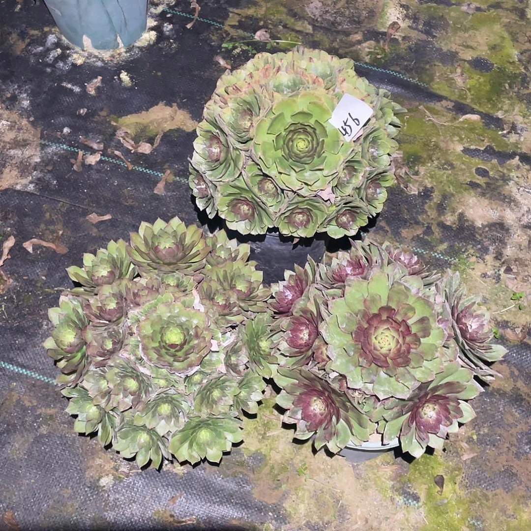 456法师植物组合