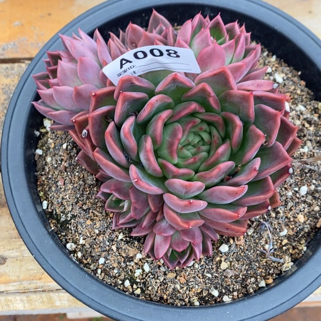 若茹东云单拍A008