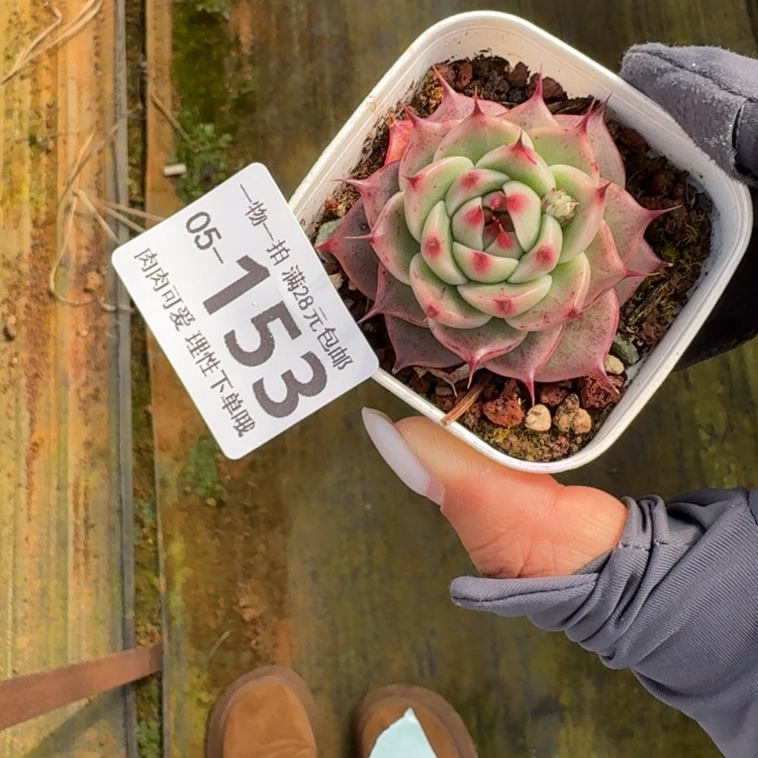 托斯卡无盆土发货无