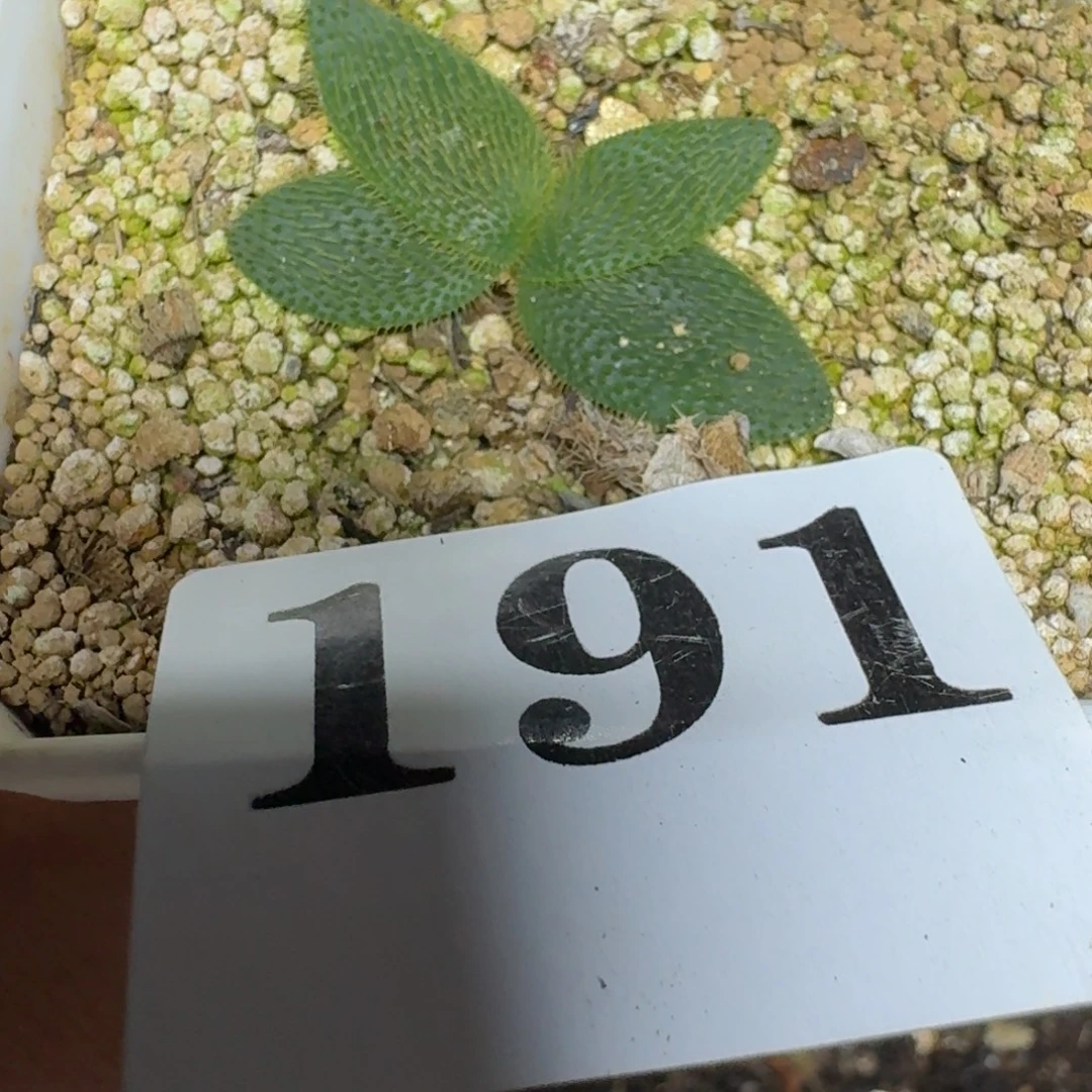 大型刺叶灯台百合一物一拍