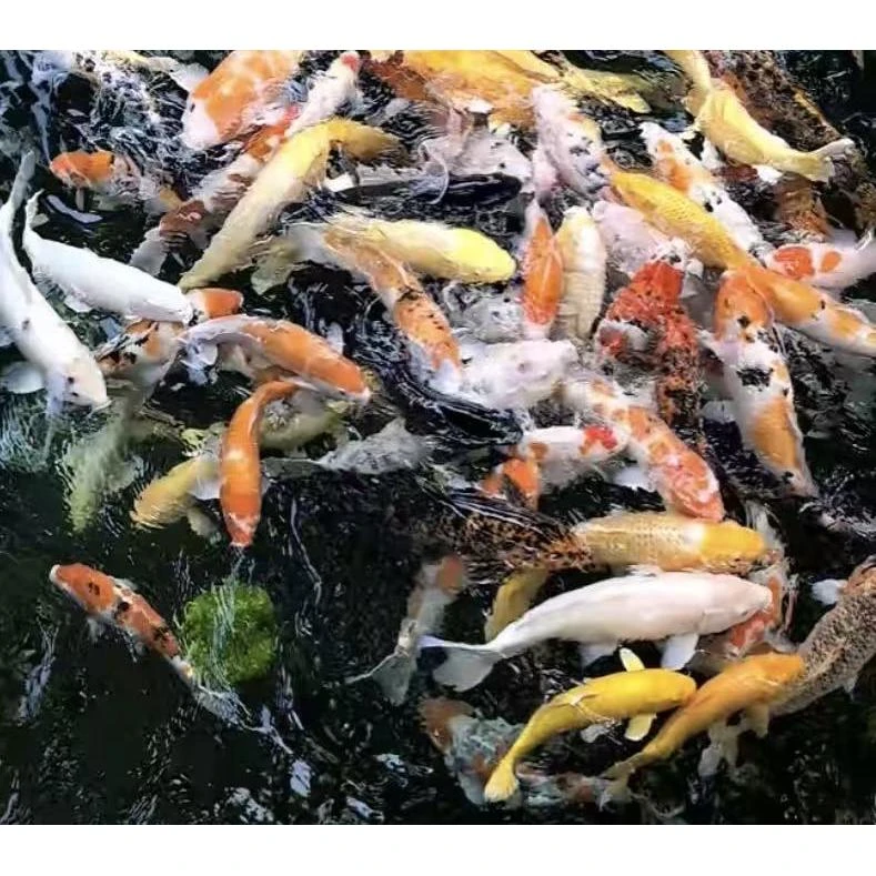 锦鲤活体冷水淡水观赏鱼耐活纯种锦鲤（中通包邮无开箱视频不售后）