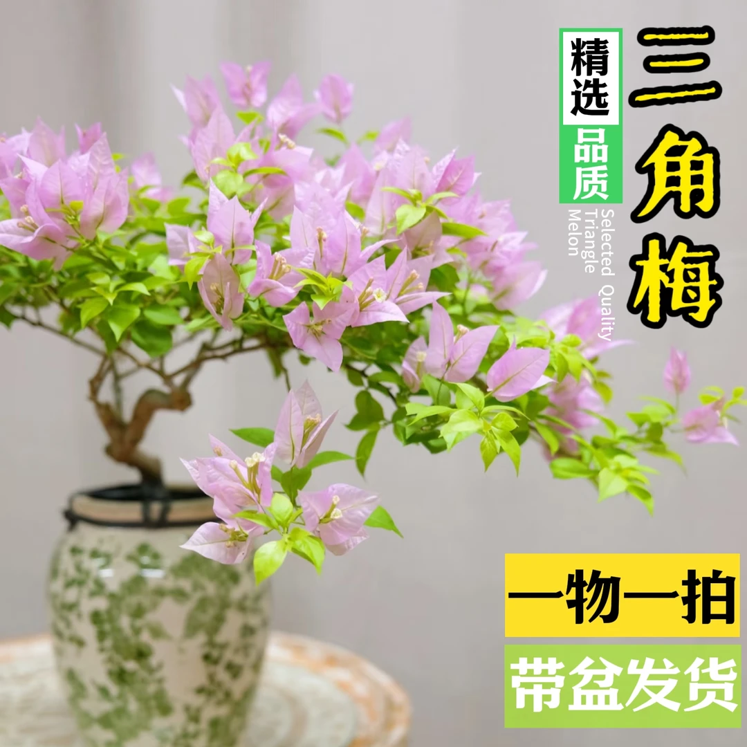 三角梅带瓷盆 【一物一拍】渐变色四季勤花阳台户外好养易活