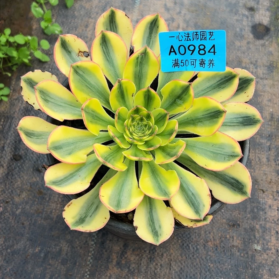 0984多肉植物太阳神单头