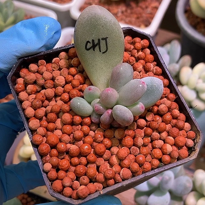 曼***曼彩虹奶酪多肉植物